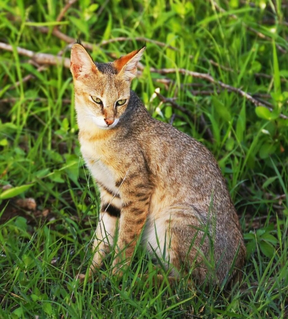 Камышовый кот Хаус