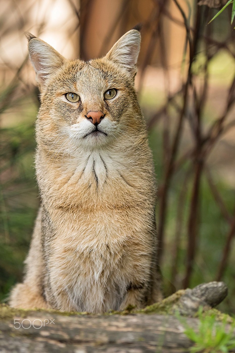 Камышовый кот (Хаус) (Felis Chaus)