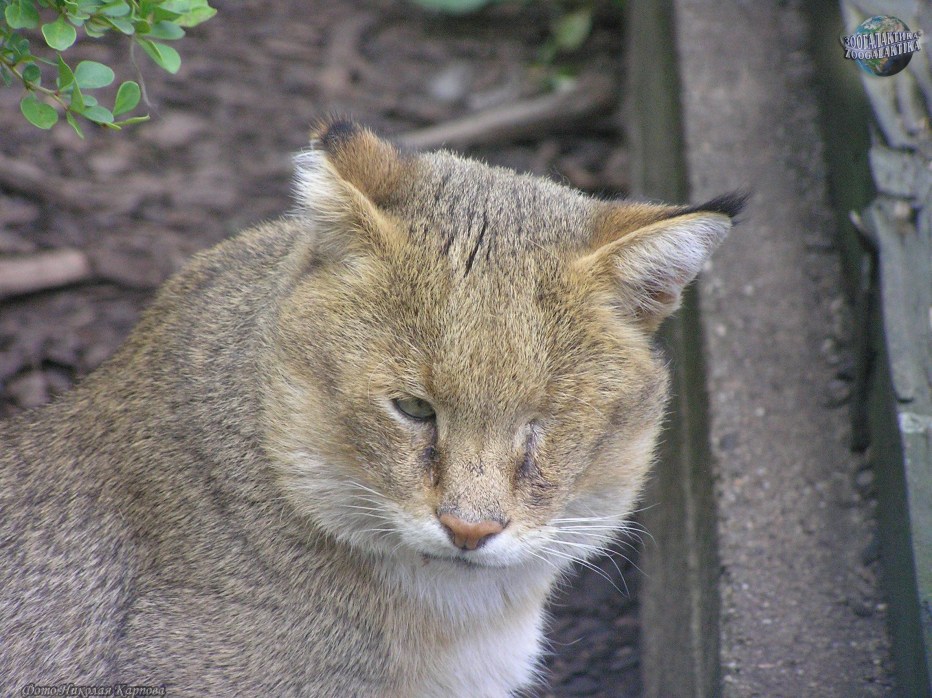 Дикий камышовый кот