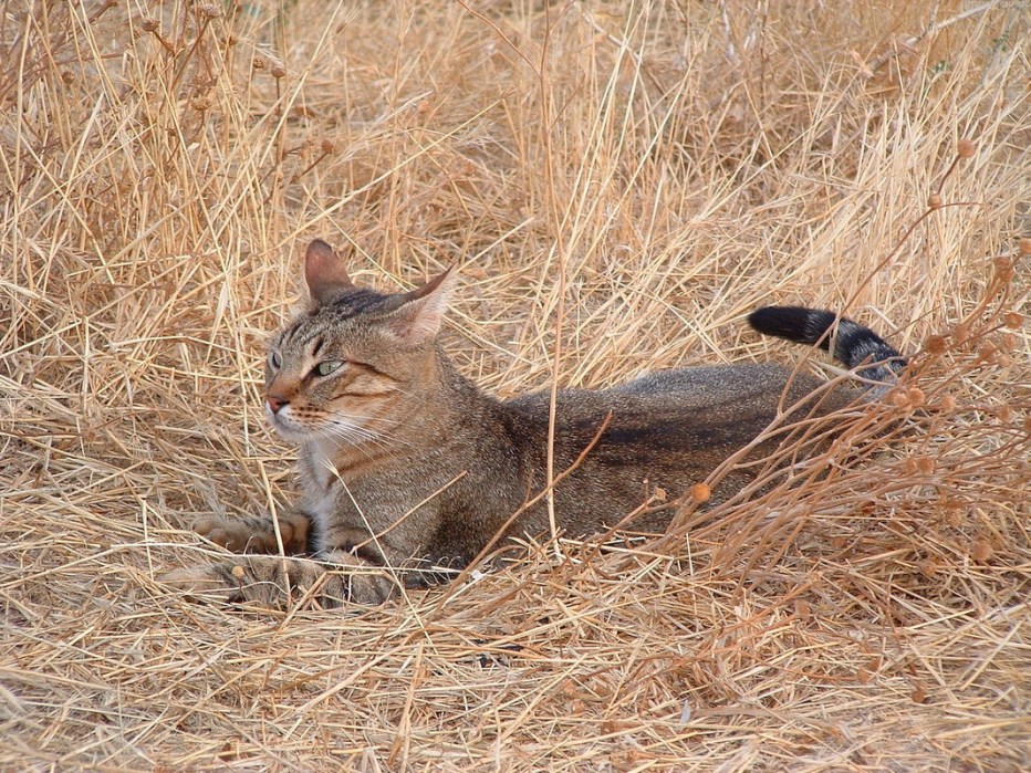 Камышовая кошка