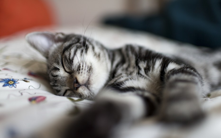 Котик сладко спит