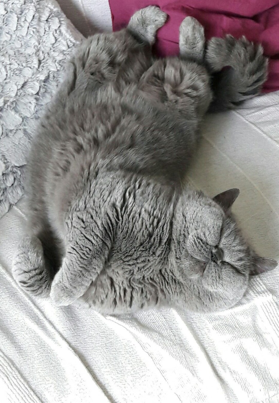Спящий британский кот