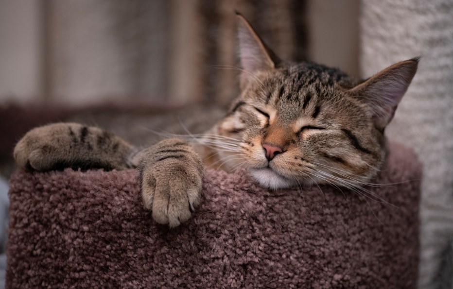 Кошка спит