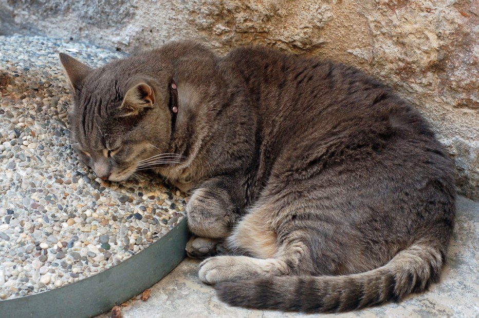 Кот спит сидя