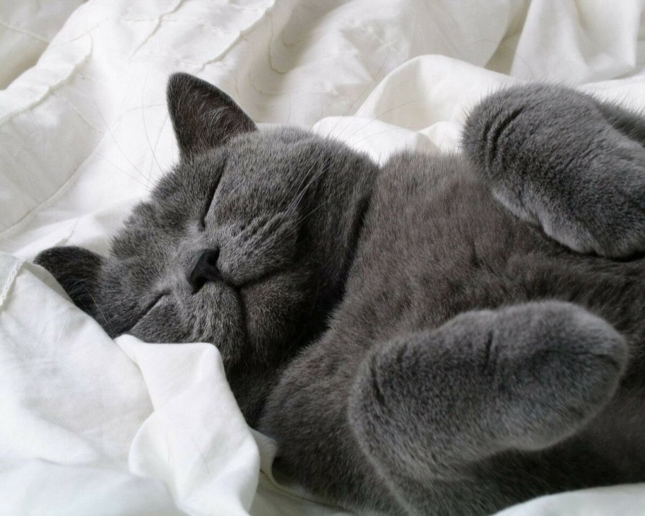 Спящий серый котик