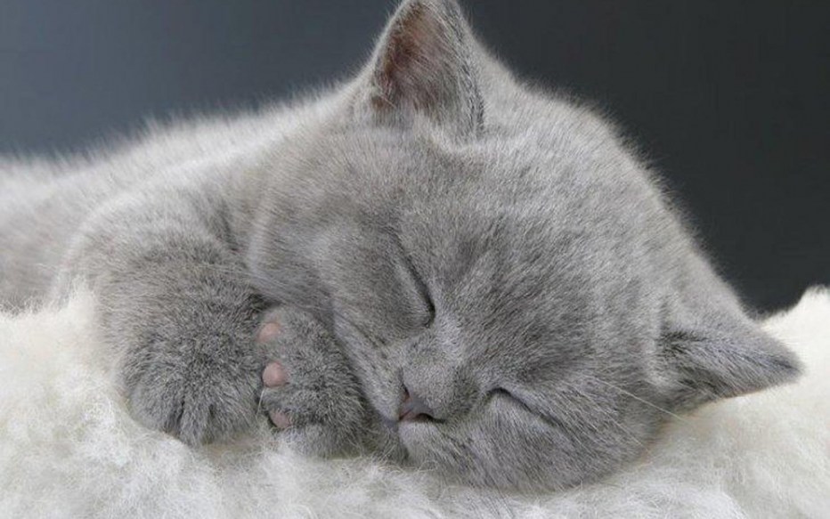 Коты спящие в кровати