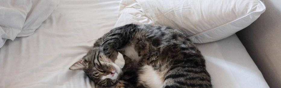 Спящие котики
