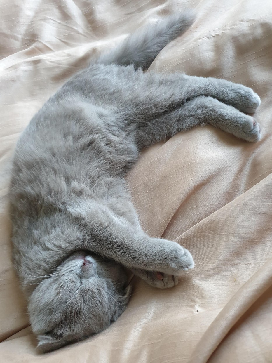 Спящий серый котик