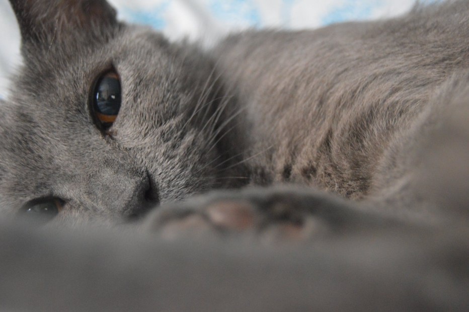 Котенок на коленях