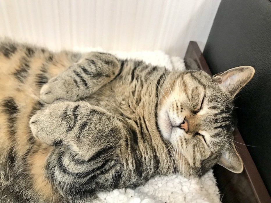 Спокойной ночи котики спят