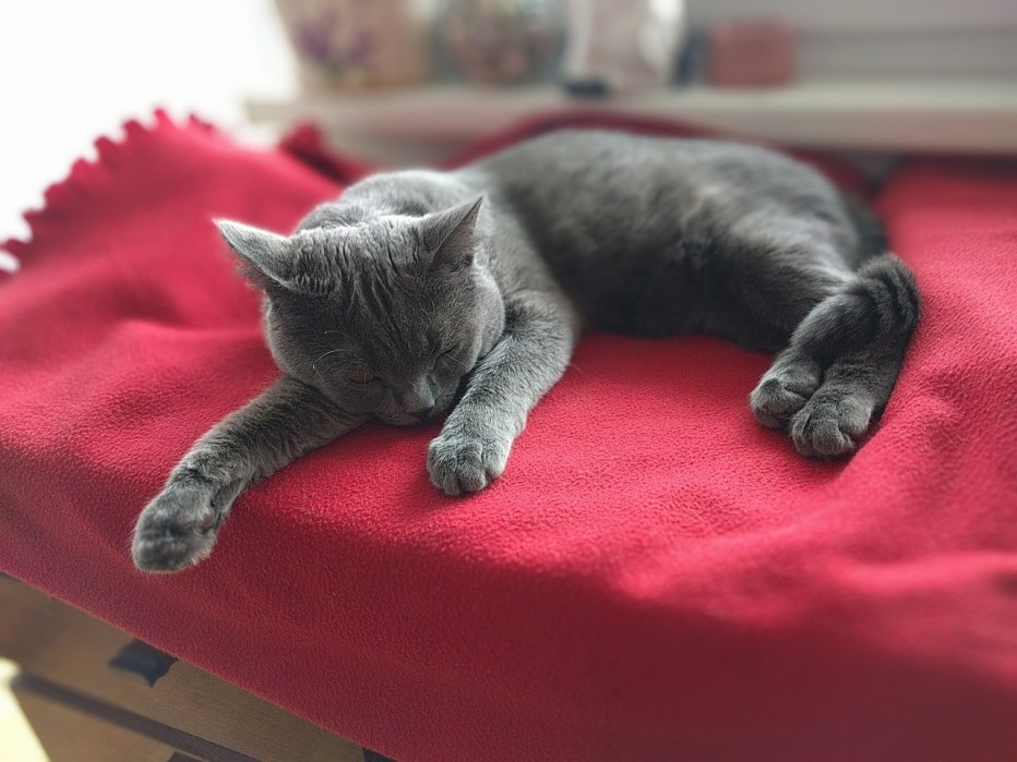 Cat nap идиома