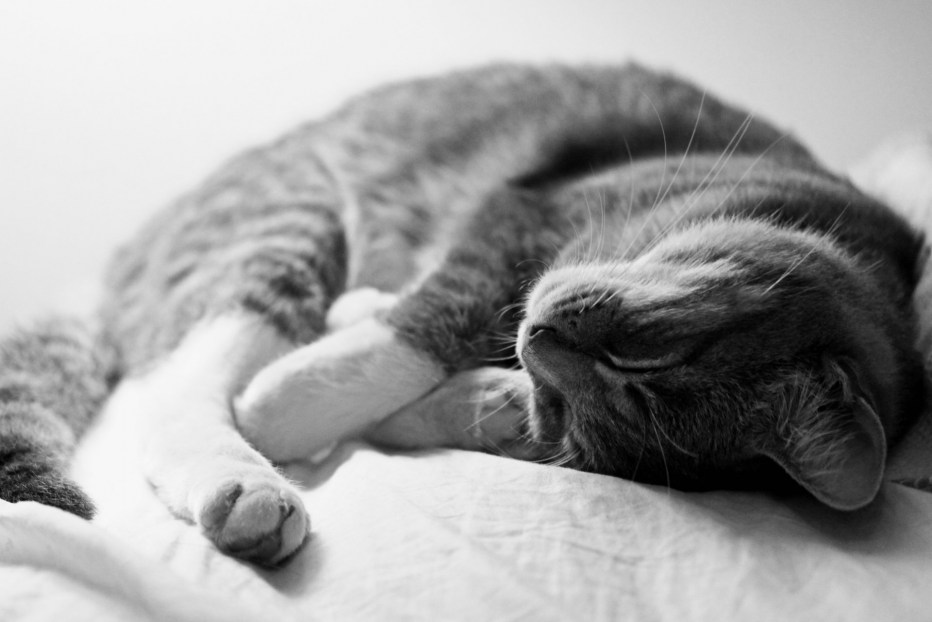 Спящий котик