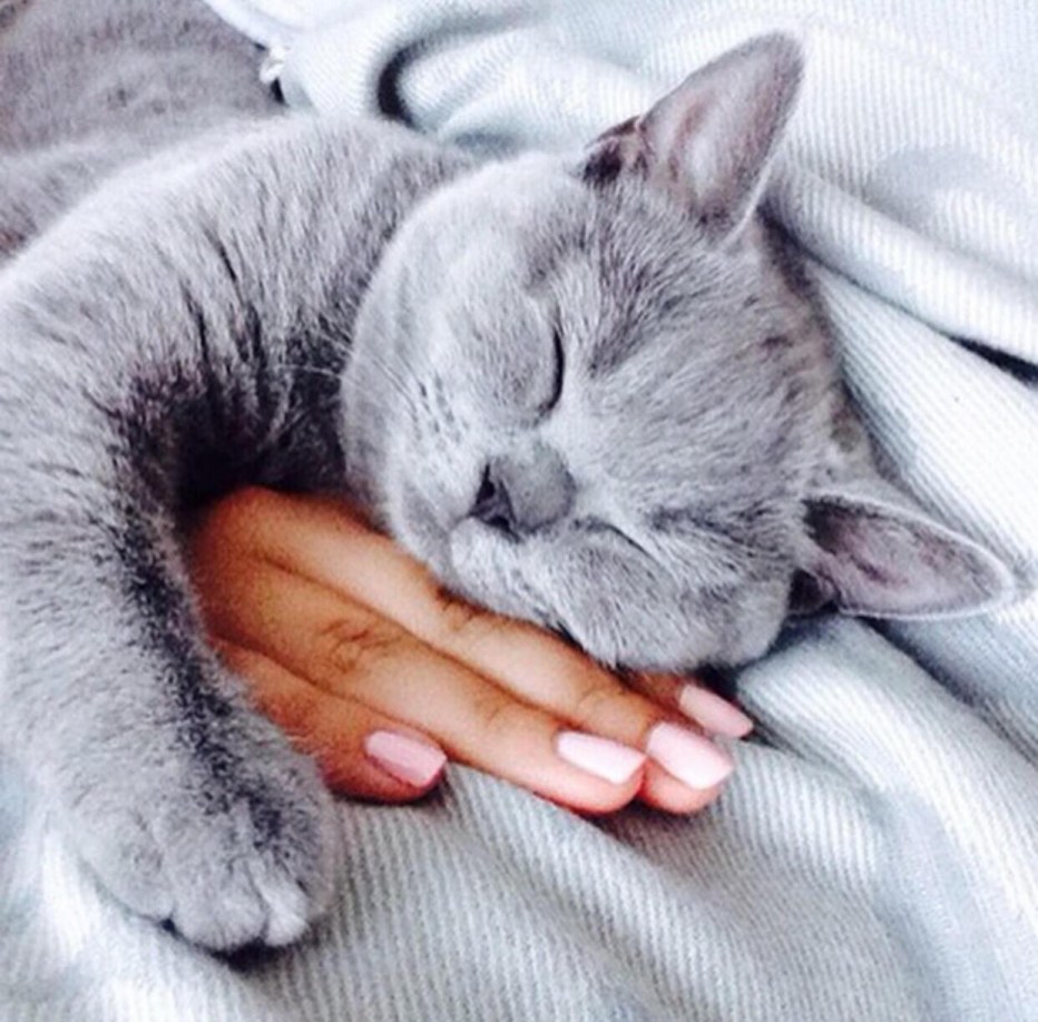 Кошка спит