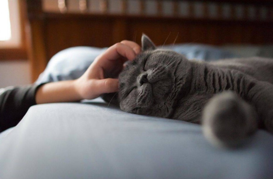 Британский кот на руках