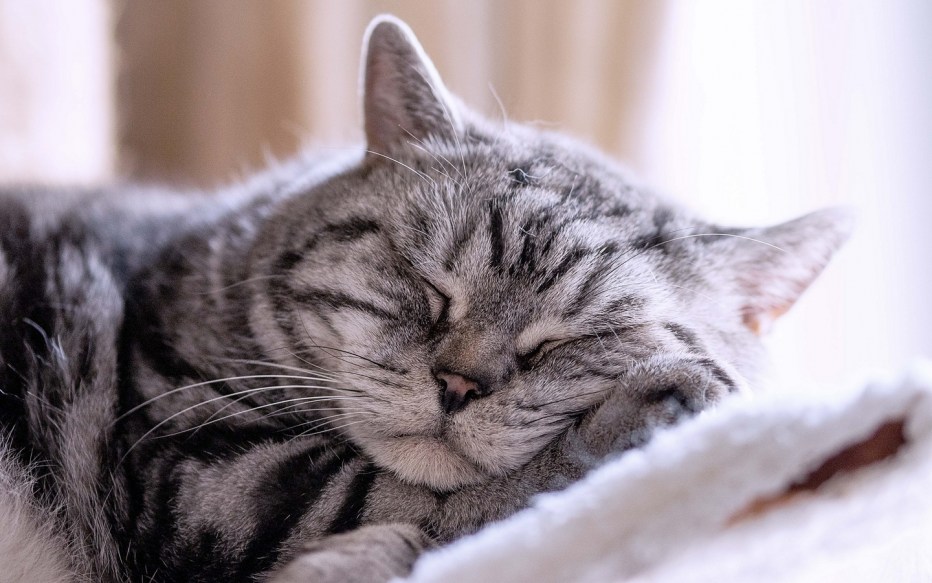 Спящие котики