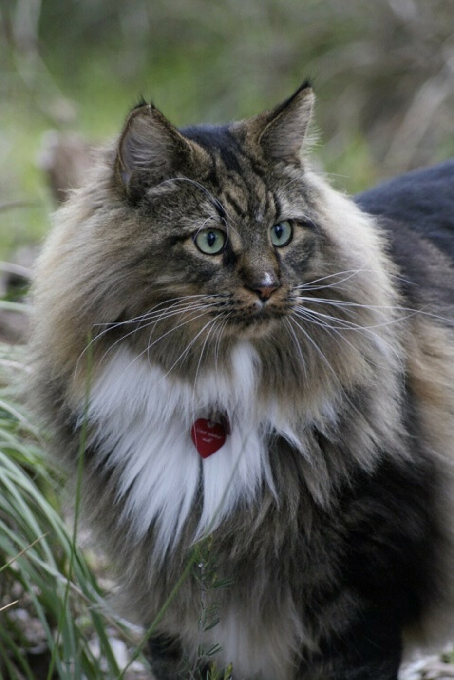 Кот Мейн кун