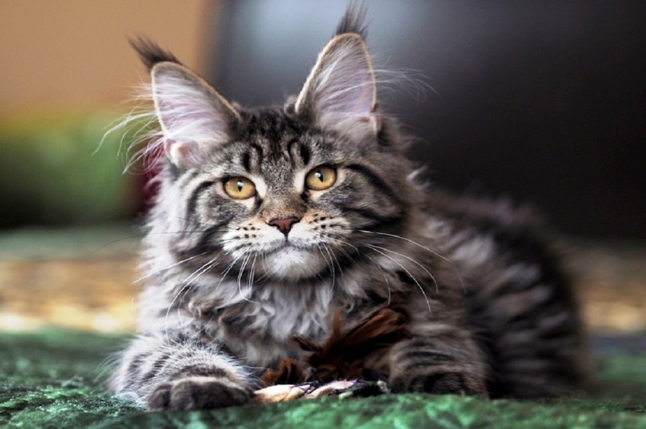 Кошка Мейн кун