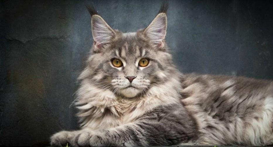 Мейн кун Король кошек