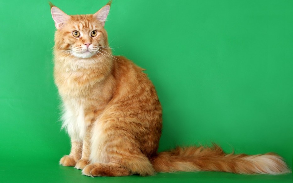 Мэйн кошка Мейн кун