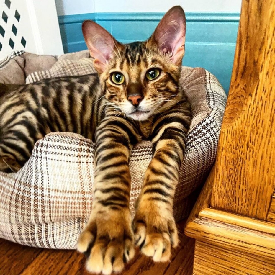 Бенгальская кошка тойгер