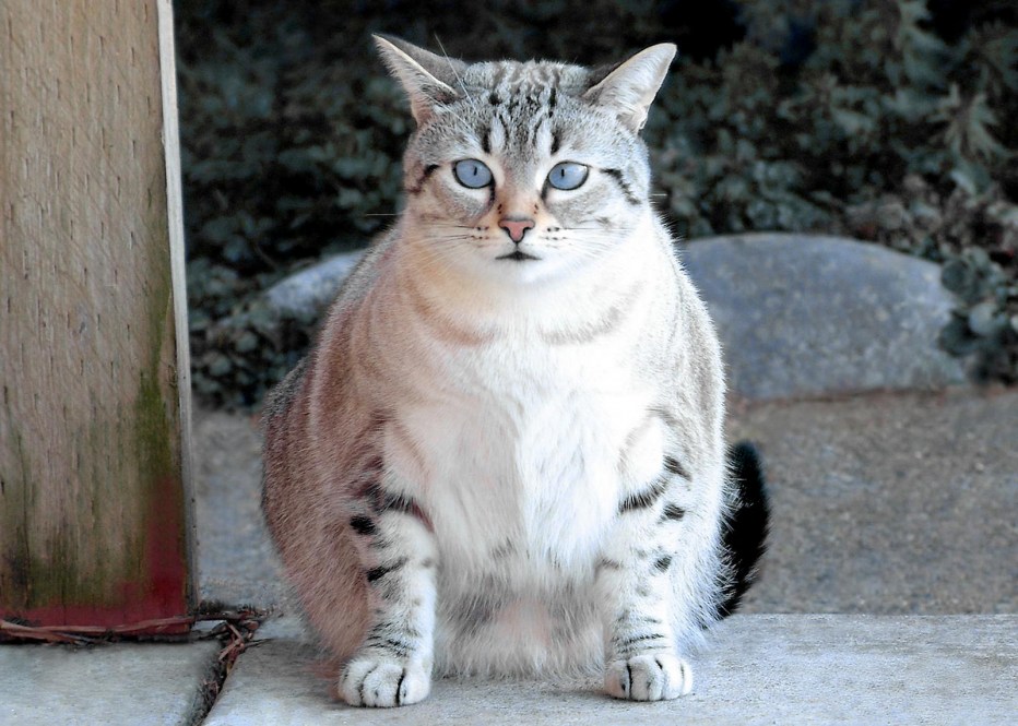 Коты породы тойгер