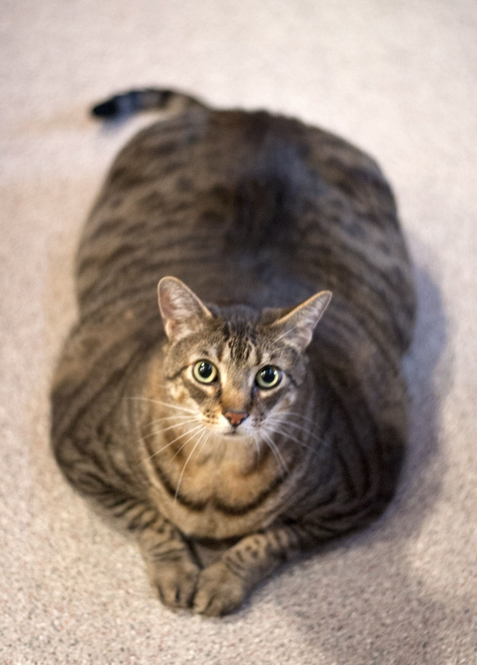 Коты Тигер