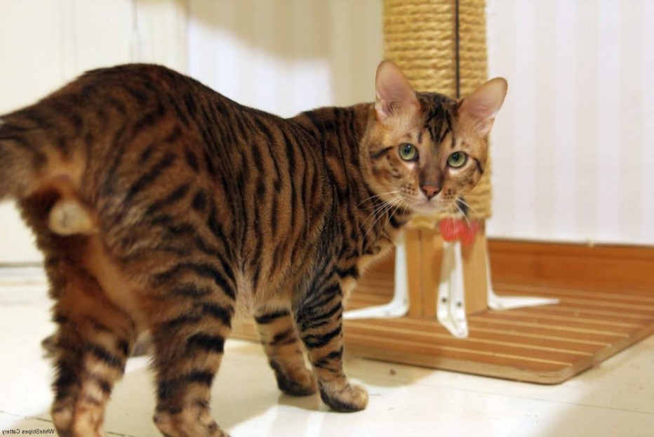 Бенгальский кот