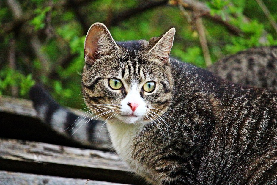 Бенгальская кошка тойгер