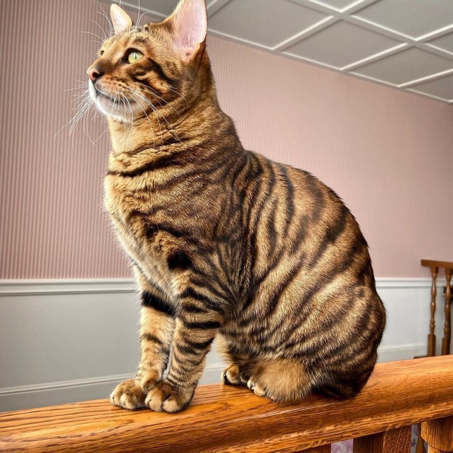 Коты породы тойгер