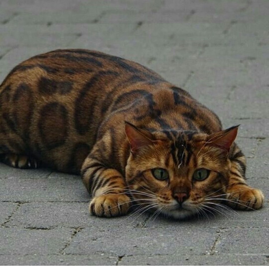Купить серо белого Тайгер кошку