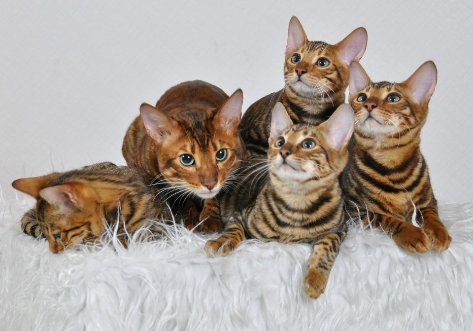 Кошки породы тойгер