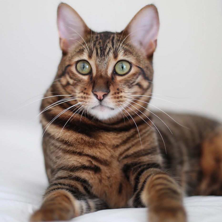 Кот тойгер