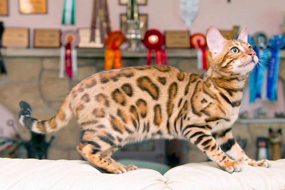 Кошка тойгер котята