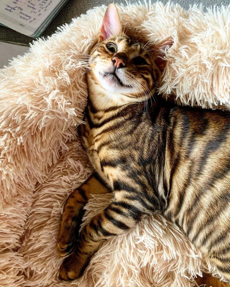 Бенгальская кошка