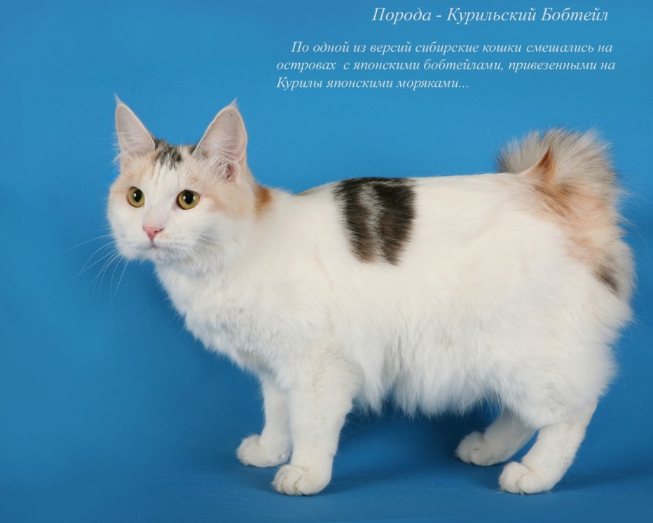 Курильский бобтейл