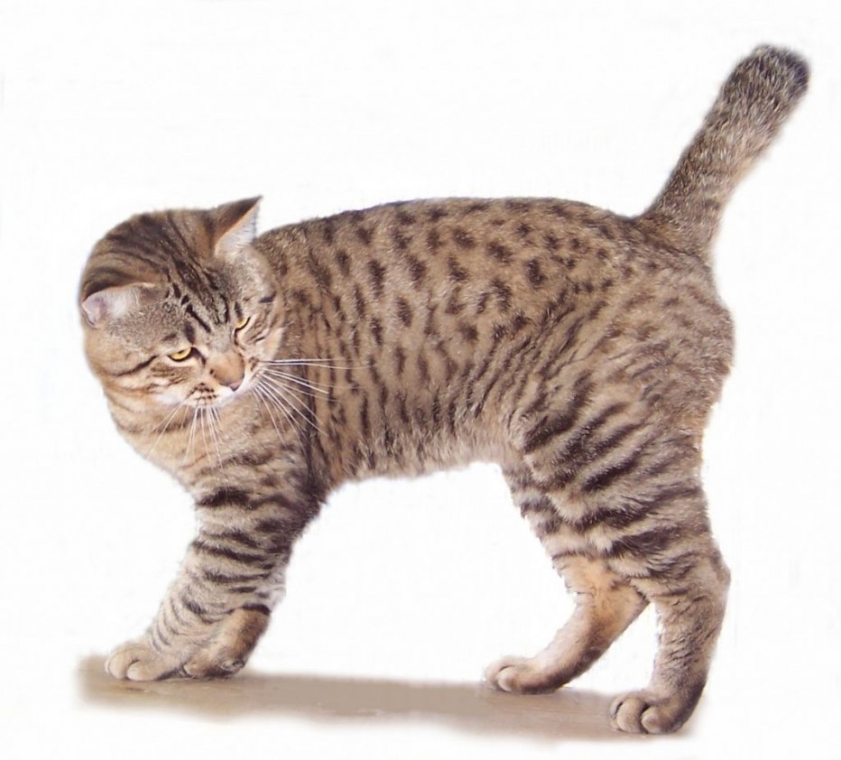 Коты Курильский бобтейл