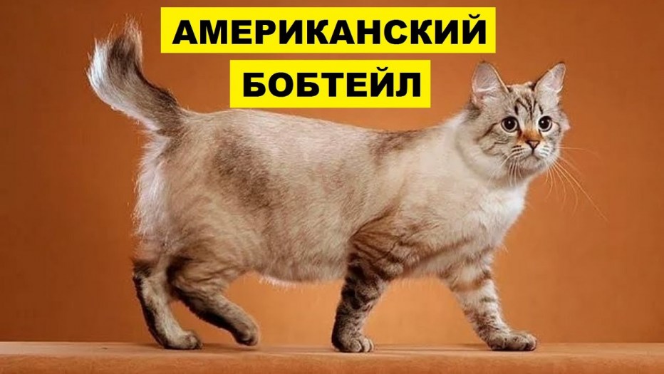 Курильский бобтейл кошка