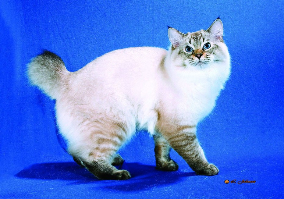 Кот Курильский бобтейл