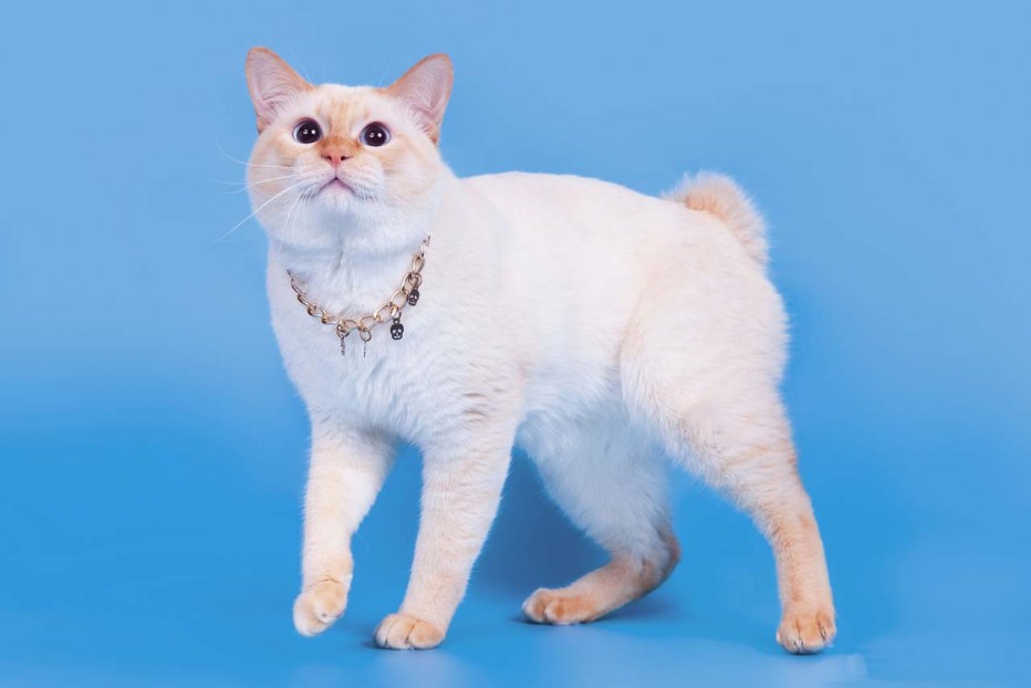 Кот американский бобтейл