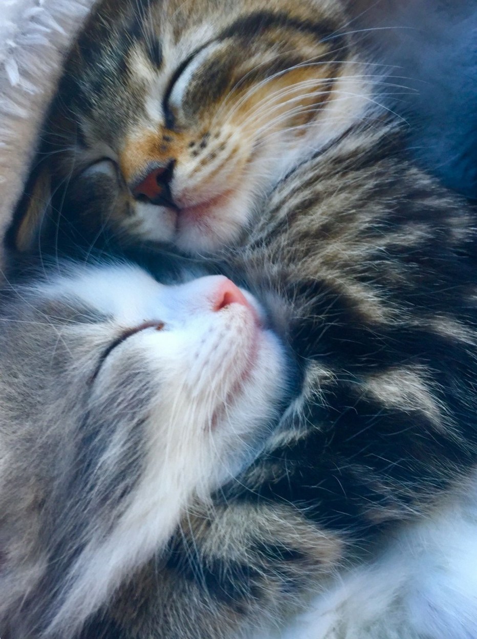 Котики обнимаются