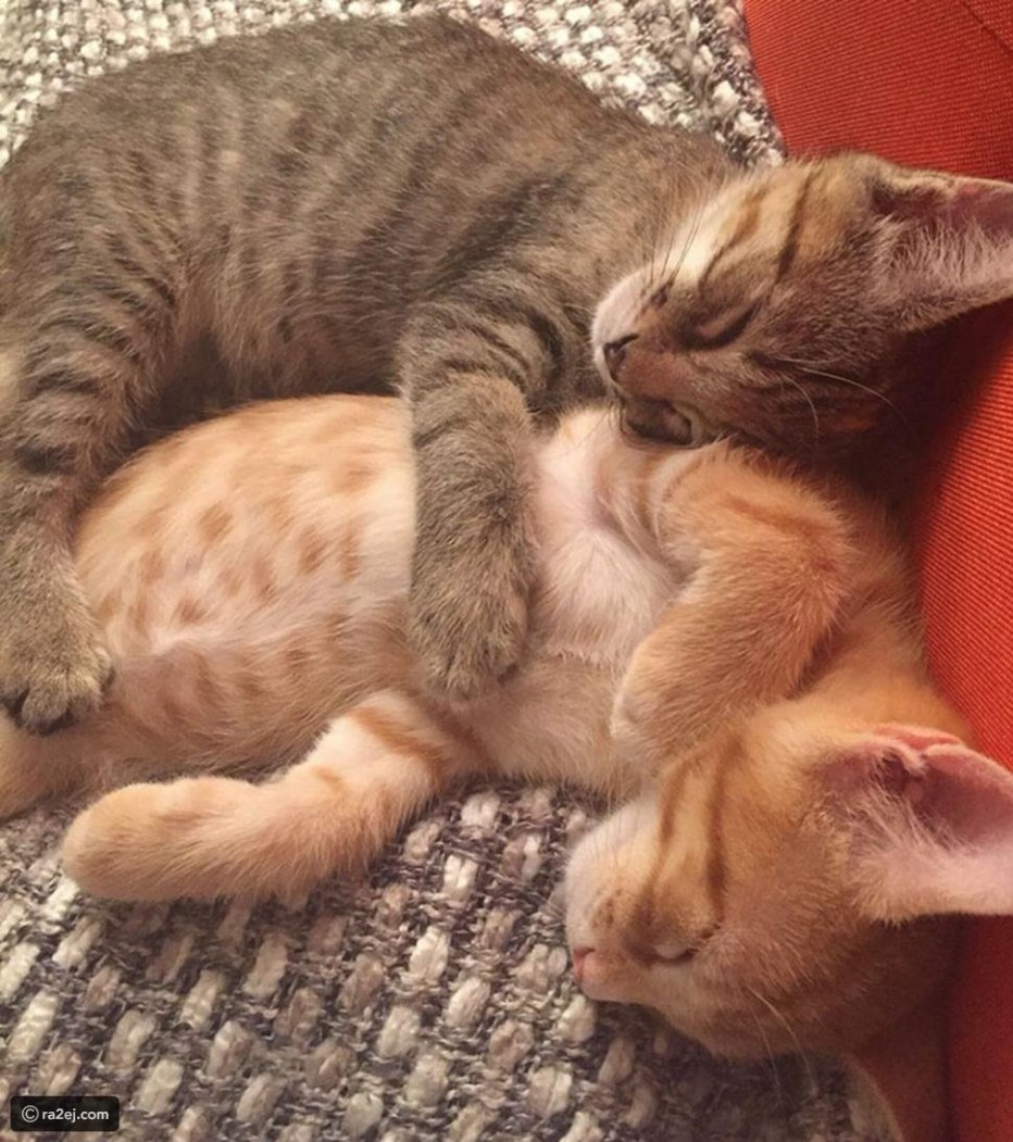 Влюбленные кошки