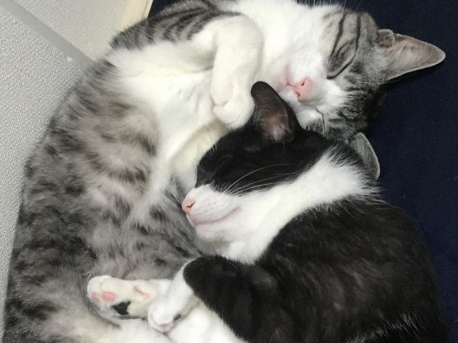 Котята спят в обнимку