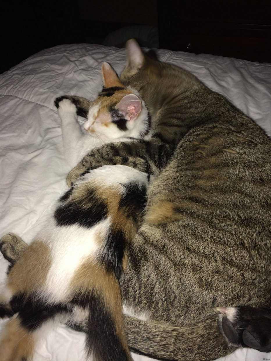 Котейки спят обнявшись