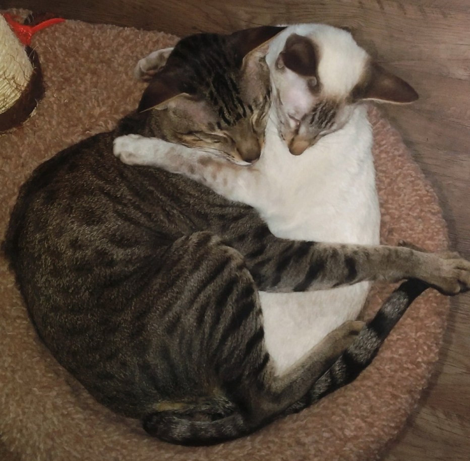 Коты вылизываются