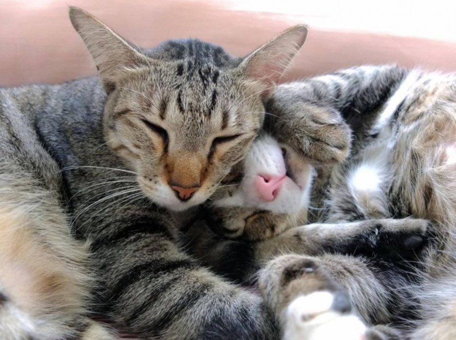 Котики обнимаются
