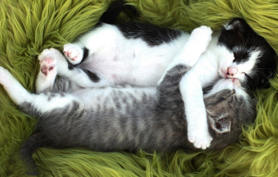 Коты спят в обнимку
