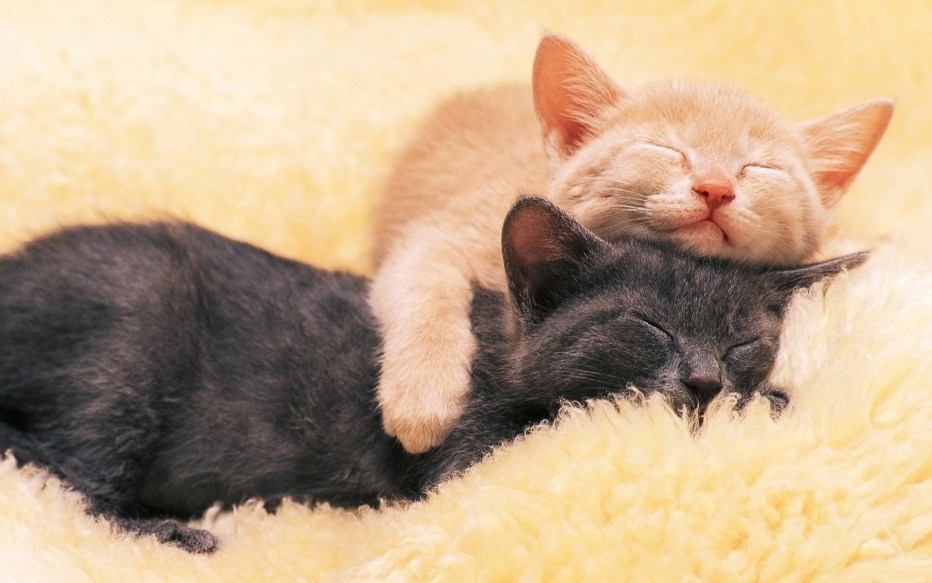 Котенок спит