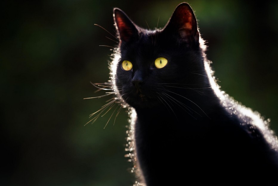 Красивая черная кошка