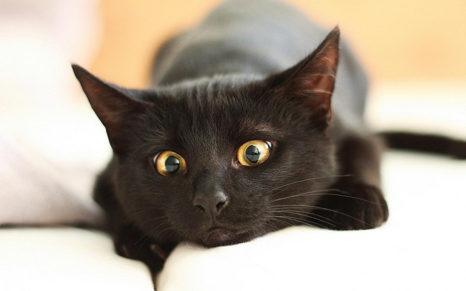 Черные коты