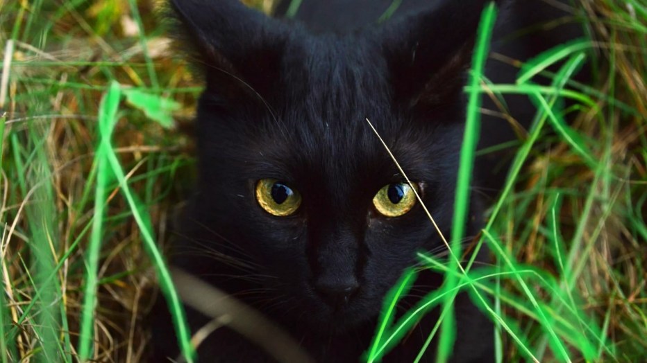 Черная кошка с зелеными глазами